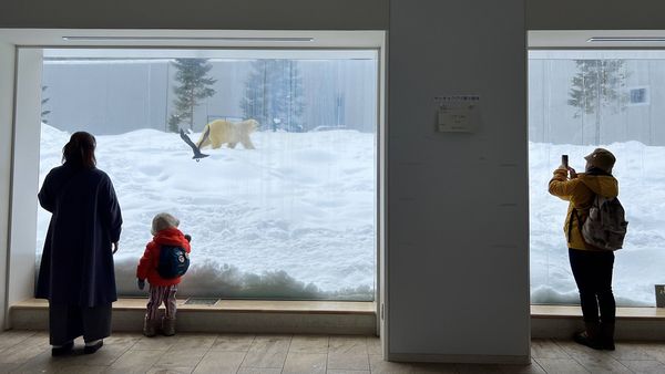 ▲▼造訪北海道最古老動物園！見證北極熊雪地漫步　宛如踏入野外森林。（圖／部落客CJ夫人提供）