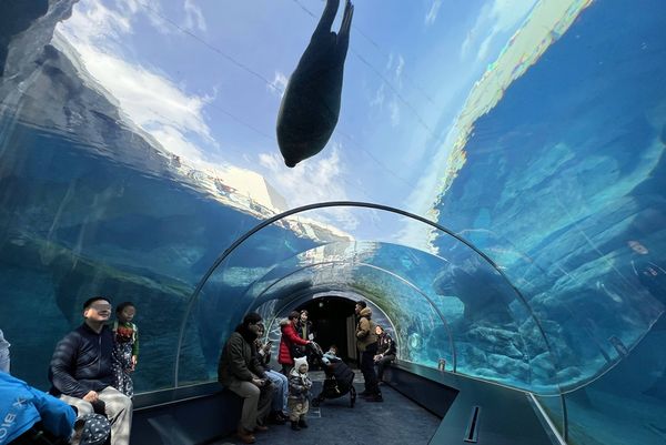 ▲▼造訪北海道最古老動物園！見證北極熊雪地漫步　宛如踏入野外森林。（圖／部落客CJ夫人提供）