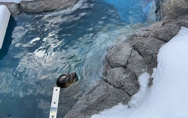 ▲▼造訪北海道最古老動物園！見證北極熊雪地漫步　宛如踏入野外森林。（圖／部落客CJ夫人提供）