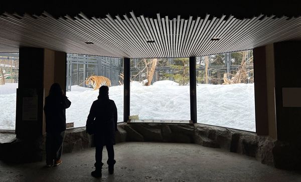 ▲▼造訪北海道最古老動物園！見證北極熊雪地漫步　宛如踏入野外森林。（圖／部落客CJ夫人提供）