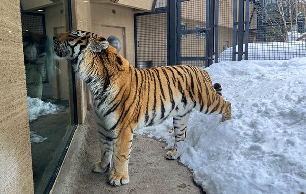 ▲▼造訪北海道最古老動物園！見證北極熊雪地漫步　宛如踏入野外森林。（圖／部落客CJ夫人提供）