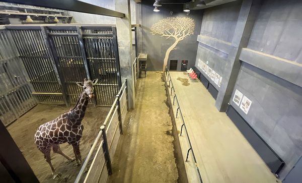 ▲▼造訪北海道最古老動物園！見證北極熊雪地漫步　宛如踏入野外森林。（圖／部落客CJ夫人提供）