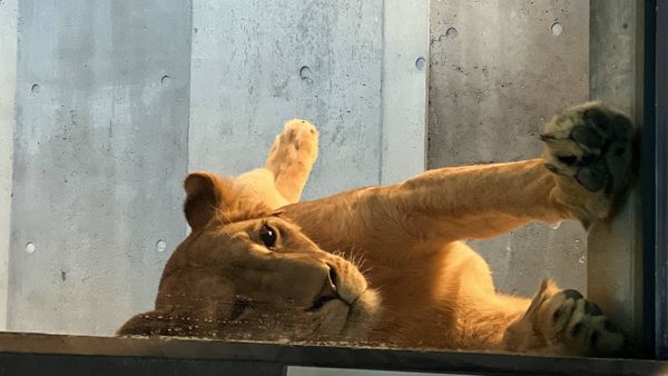 ▲▼造訪北海道最古老動物園！見證北極熊雪地漫步　宛如踏入野外森林。（圖／部落客CJ夫人提供）