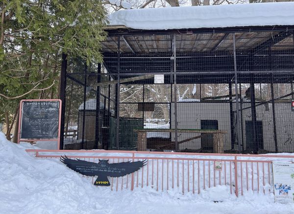 ▲▼造訪北海道最古老動物園！見證北極熊雪地漫步　宛如踏入野外森林。（圖／部落客CJ夫人提供）