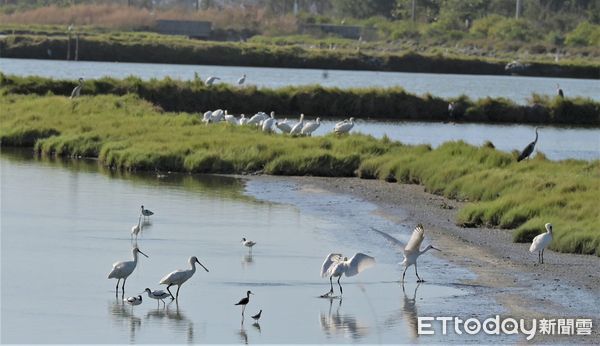 ▲雲嘉南濱海國家風景區管理處，主辦的「2024台灣國際觀鳥馬拉松」大賽9日上午於台南北門遊客中心熱鬧開賽。（圖／記者林東良翻攝，下同）