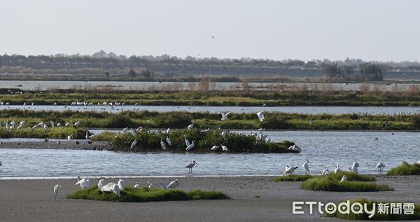 ▲雲嘉南濱海國家風景區管理處，主辦的「2024台灣國際觀鳥馬拉松」大賽9日上午於台南北門遊客中心熱鬧開賽。（圖／記者林東良翻攝，下同）