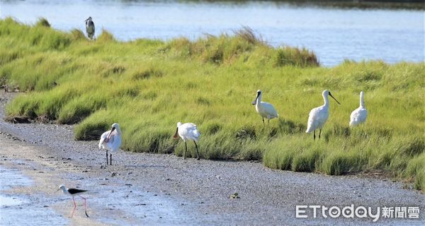 ▲雲嘉南濱海國家風景區管理處，主辦的「2024台灣國際觀鳥馬拉松」大賽9日上午於台南北門遊客中心熱鬧開賽。（圖／記者林東良翻攝，下同）