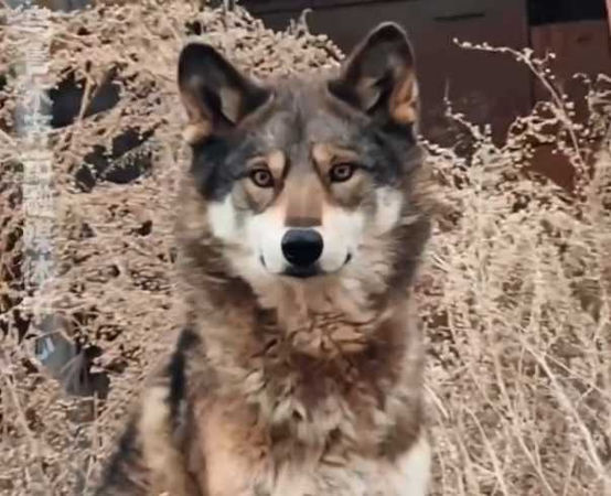 警方將野狼護送到野生動物救護中心。（圖／翻攝自微博）