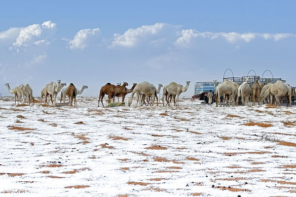 ▲▼沙烏地阿拉伯罕見降雪，北部塞卡凱（Al-Jawf）出現異常冰雹之後，原本一片荒蕪的沙漠，如今變成雪白大地。（圖／達志影像／美聯社）