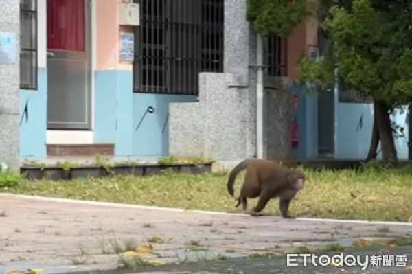 ▲野生獼猴闖入北市溪山國小校園，引起一陣騷動。（圖／溪山國小提供）