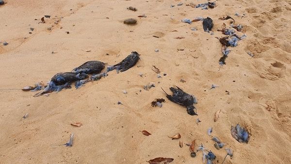 ▲▼「數千具鳥屍」沖上澳洲海岸！　候鳥遷徙大規模死亡。（圖／翻攝自Facebook／翻攝Adrift Lab）