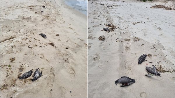 ▲▼「數千具鳥屍」沖上澳洲海岸！　候鳥遷徙大規模死亡。（圖／翻攝自Facebook／翻攝Adrift Lab）