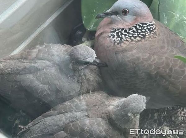 ▲窗台變「斑鳩公寓」6年都有住戶　現任租客澎毛威嚇即將離巢。（圖／網友境玲提供，請勿隨意翻拍，以免侵權。）