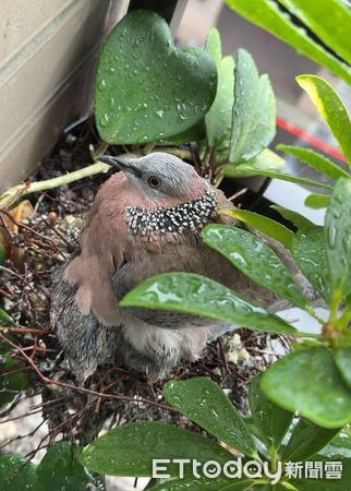 ▲窗台變「斑鳩公寓」6年都有住戶　現任租客澎毛威嚇即將離巢。（圖／網友境玲提供，請勿隨意翻拍，以免侵權。）