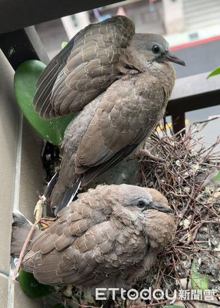 ▲窗台變「斑鳩公寓」6年都有住戶　現任租客澎毛威嚇即將離巢。（圖／網友境玲提供，請勿隨意翻拍，以免侵權。）