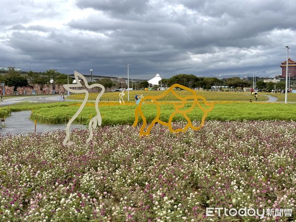 ▲大佳河濱公園近2萬盆向日葵，也在颱風肆虐下被迫「躺平」，拍攝於11/10。（圖／記者彭懷玉攝）