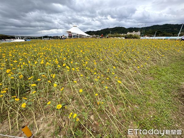 ▲大佳河濱公園近2萬盆向日葵，也在颱風肆虐下被迫「躺平」，拍攝於11/10。（圖／記者彭懷玉攝）