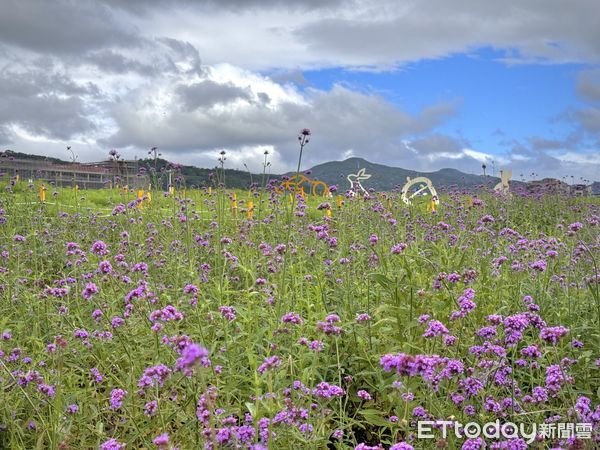 ▲大佳河濱公園近2萬盆向日葵，也在颱風肆虐下被迫「躺平」，拍攝於11/10。（圖／記者彭懷玉攝）