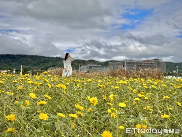 ▲大佳河濱公園近2萬盆向日葵，也在颱風肆虐下被迫「躺平」，拍攝於11/10。（圖／記者彭懷玉攝）