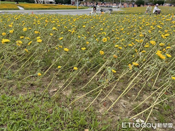 ▲大佳河濱公園近2萬盆向日葵，也在颱風肆虐下被迫「躺平」，拍攝於11/10。（圖／記者彭懷玉攝）