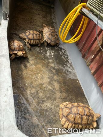 ▲蘇卡達象龜越獄失敗四腳朝天　同伴「捨身衝撞」幫牠翻回正面。（圖／飼主陳先生提供，請勿隨意翻拍，以免侵權。）