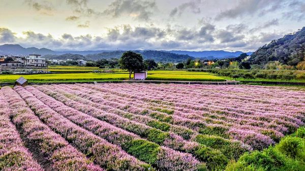 ▲新竹縣關西鎮南山大橋「仙草一分田」盛開近6成。（圖／關西鎮鄉土文化協會提供，攝影：傅增君）