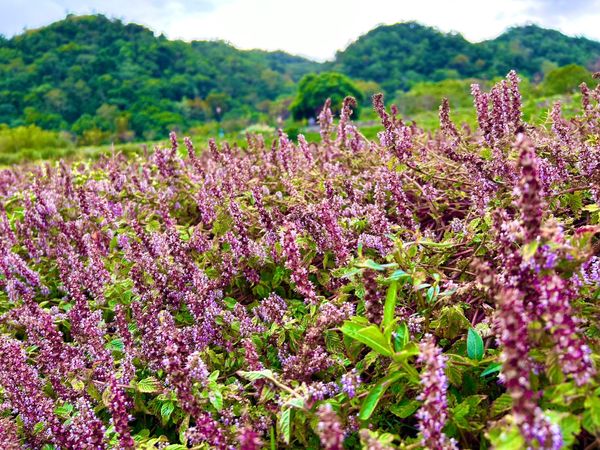 ▲新竹縣關西鎮南山大橋旁的仙草花。（2023資料照／新竹縣交旅處提供）