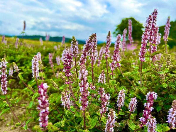 ▲新竹縣關西鎮南山大橋旁的仙草花。（2023資料照／新竹縣交旅處提供）