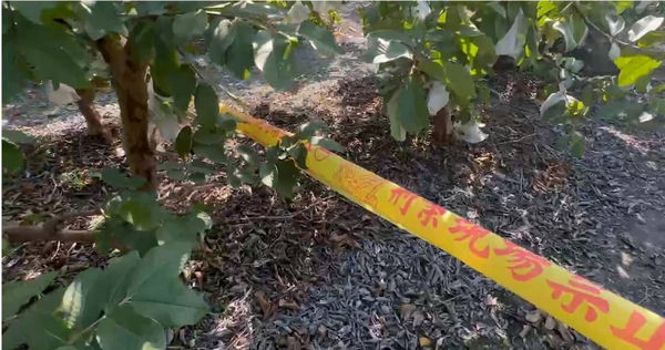 彰化男26刀砍死芭樂公主　又拿刀追人恐嚇下場曝