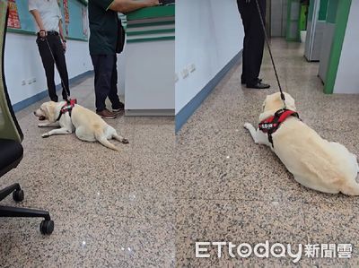 早上聽見去公園！拉拉驚覺「被騙去上班」　氣到不走路變狗狗拖把