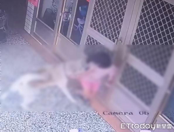 ▲秋田犬飼主還原咬傷女童經過，並無奈澄清從未不聞不問。（圖／記者王悉宇攝）