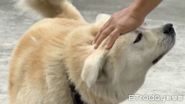 ▲秋田犬飼主還原咬傷女童經過，並無奈澄清從未不聞不問。（圖／記者王悉宇攝）