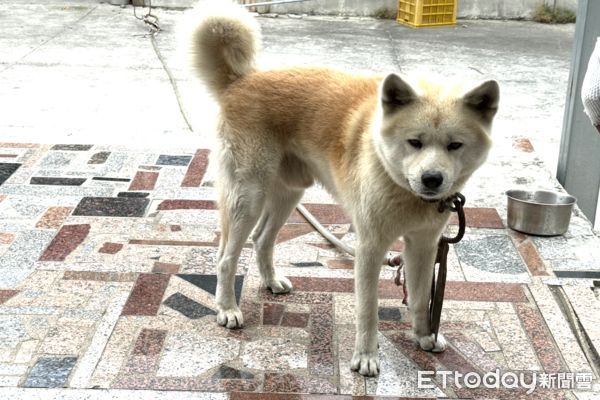 ▲秋田犬飼主還原咬傷女童經過，並無奈澄清從未不聞不問。（圖／記者王悉宇攝）