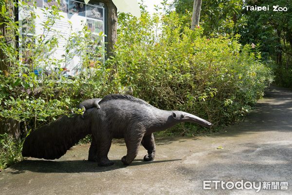 ▲「食蟻獸揹寶寶」超逼真雕像藏身動物園　樹懶躲起來觀察遊客！（圖／台北市立動物園提供）