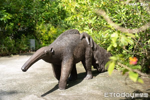 ▲「食蟻獸揹寶寶」超逼真雕像藏身動物園　樹懶躲起來觀察遊客！（圖／台北市立動物園提供）