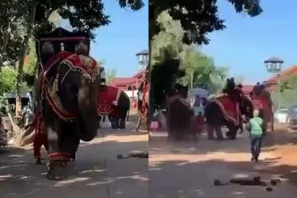 ▲▼泰國一頭雄象在佛教慶典上突然發狂，造成1死2傷。（圖／翻攝自TikTok）