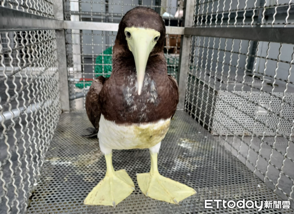 ▲操場驚見「妹妹頭怪鳥」雨中搖晃　檢查發現挨餓！秒準備鮮魚大餐（圖／新北市動保處提供）