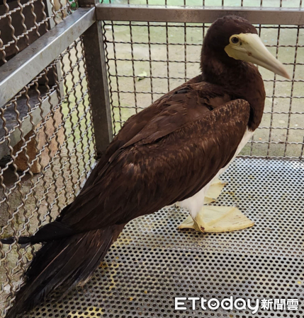 ▲操場驚見「妹妹頭怪鳥」雨中搖晃　檢查發現挨餓！秒準備鮮魚大餐（圖／新北市動保處提供）