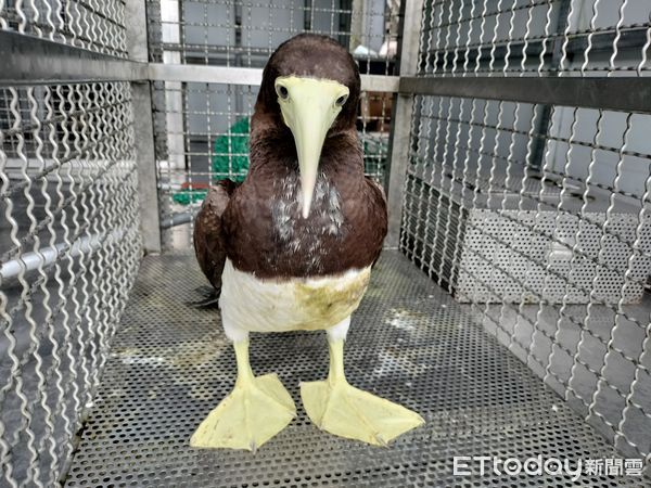 ▲▼動保員將鰹鳥運送回三芝動物之家檢傷             。（圖／動保處提供）