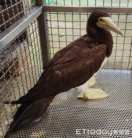 ▲▼動保員將鰹鳥運送回三芝動物之家檢傷             。（圖／動保處提供）