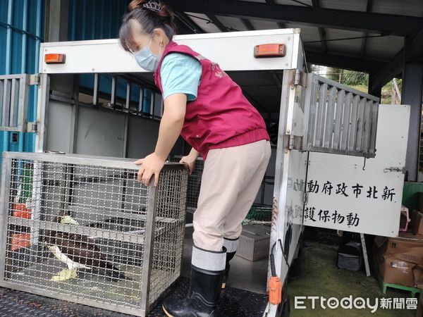 ▲▼動保員將鰹鳥運送回三芝動物之家檢傷             。（圖／動保處提供）