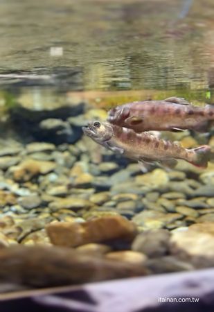 ▲▼近距離觀看台灣國寶魚!櫻花鉤吻鮭生長資料完整記錄　「模擬自然溪流生態」絕對不能錯過。（圖／部落客台南好food遊提供）