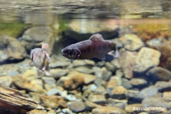 ▲▼近距離觀看台灣國寶魚!櫻花鉤吻鮭生長資料完整記錄　「模擬自然溪流生態」絕對不能錯過。（圖／部落客台南好food遊提供）