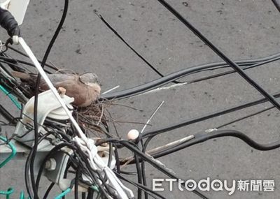 斑鳩媽媽天線上築巢「佛系育兒」　蛋滾鳥窩外完全不知