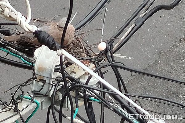 ▲斑鳩媽媽天線築巢「佛系育兒」　蛋滾鳥窩外卡電線上完全不知。（圖／網友Ann Tin Huang 提供，請勿隨意翻拍，以免侵權。）