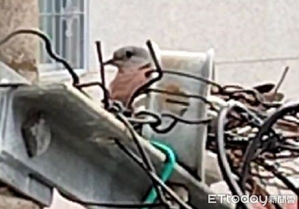 ▲斑鳩媽媽天線築巢「佛系育兒」　蛋滾鳥窩外卡電線上完全不知。（圖／網友Ann Tin Huang 提供，請勿隨意翻拍，以免侵權。）