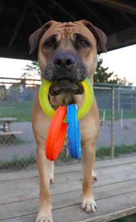 狗狗米妮回家了。（圖／翻攝自Humane Society of Greater Niagara）