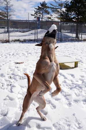 狗狗米妮回家了。（圖／翻攝自Humane Society of Greater Niagara）