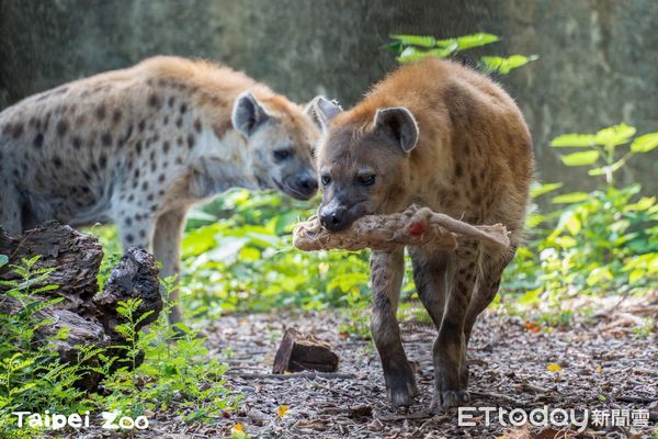 ▲斑點鬣狗（圖／台北市動物園提供）