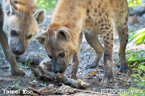 ▲斑點鬣狗（圖／台北市動物園提供）